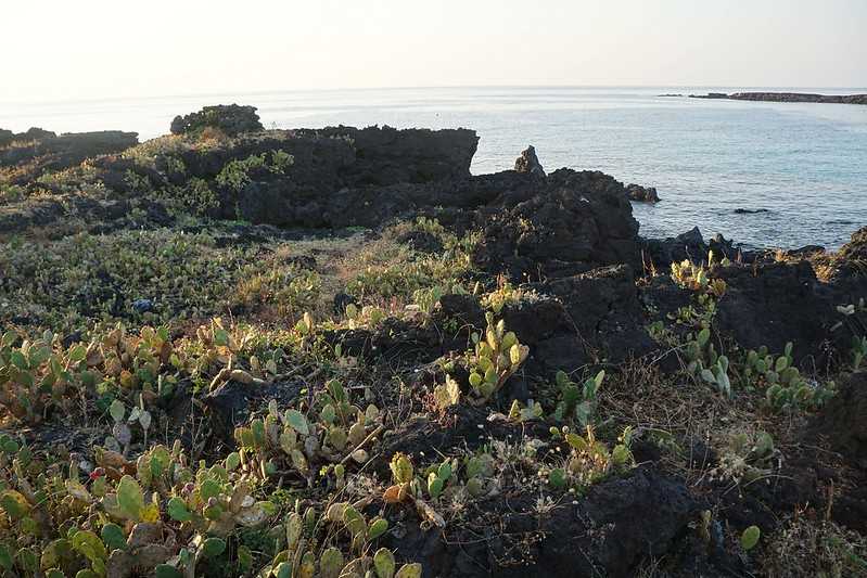 Busan/Jeju-Watching the sunset at the cactus community in Wolryeong-ri, Jeju Island, South Korea