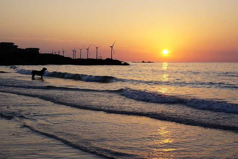 Busan/Jeju-Watching the sunset at the cactus community in Wolryeong-ri, Jeju Island, South Korea