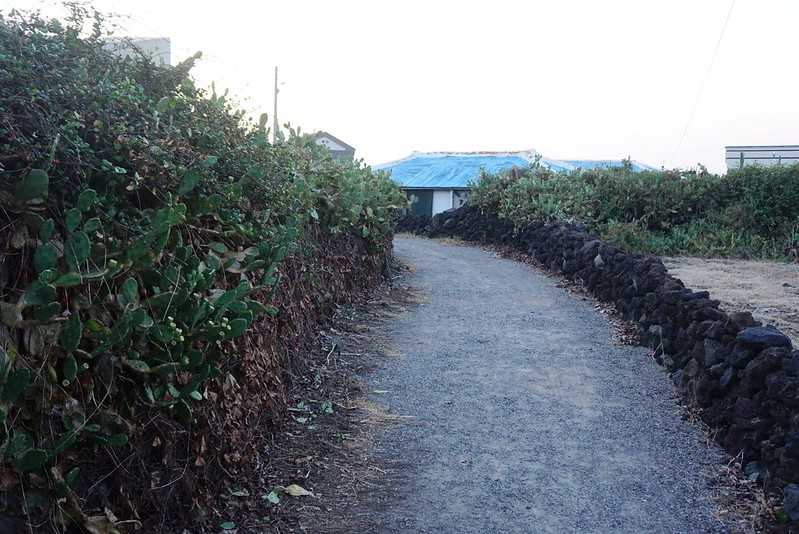 Busan/Jeju-Watching the sunset at the cactus community in Wolryeong-ri, Jeju Island, South Korea