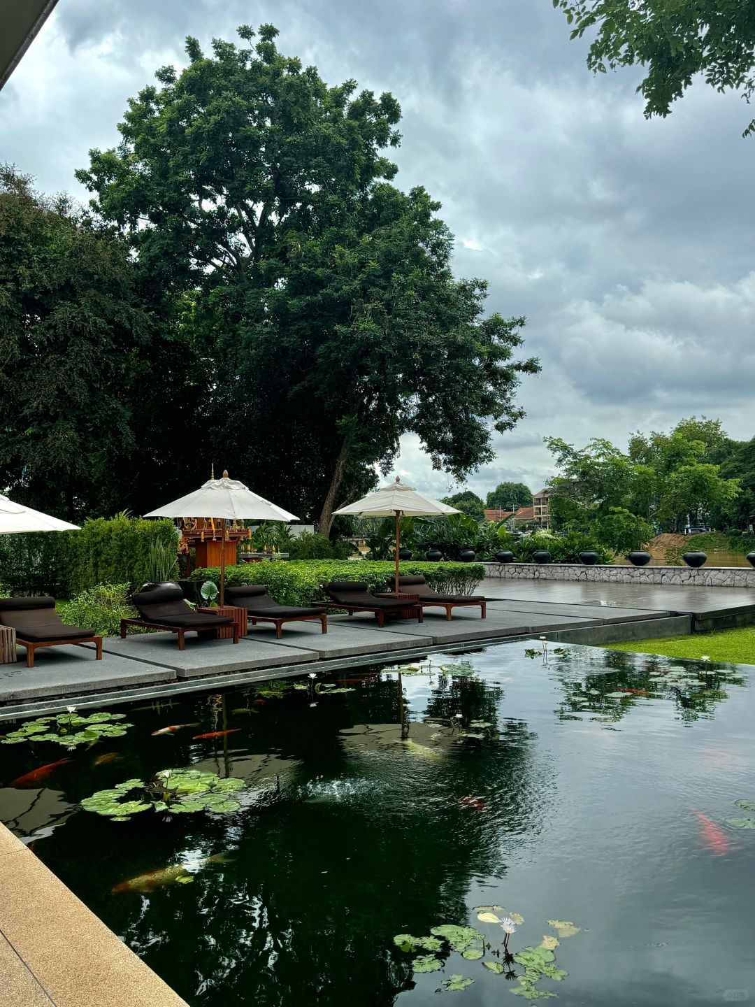 Chiang Mai-Anantara Chiang Mai Hotel Resort, designed by Kerry Hill, sunbathing and reading by the pool