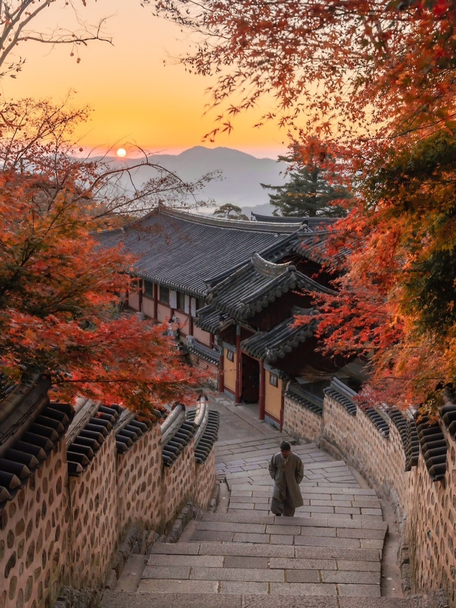 Busan/Jeju-South Korea Busan Beomeosa Temple, autumn maple leaves are like nature's palette