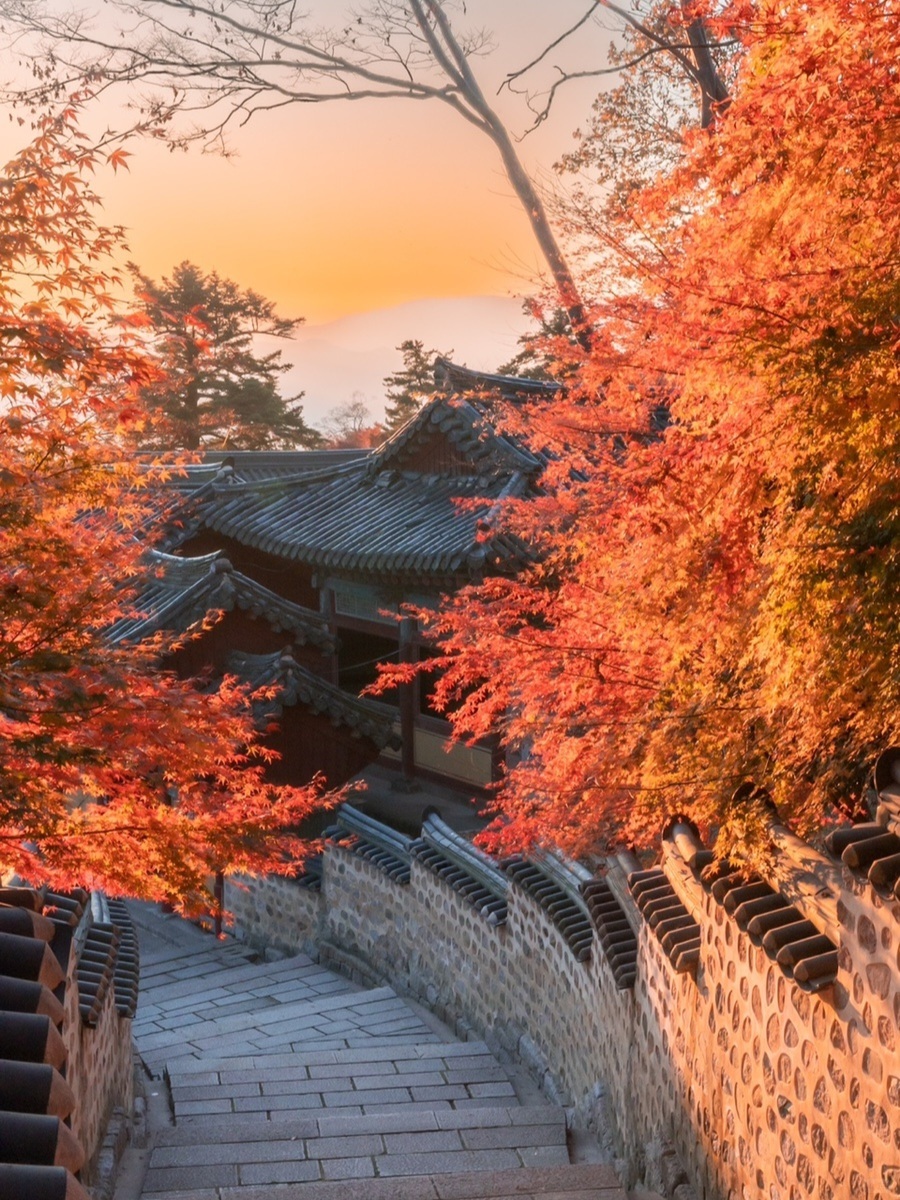 Busan/Jeju-South Korea Busan Beomeosa Temple, autumn maple leaves are like nature's palette