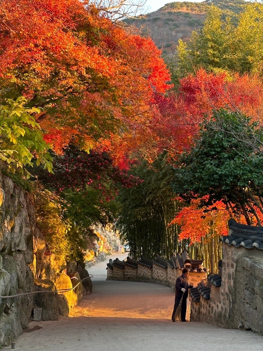 Busan/Jeju-South Korea Busan Beomeosa Temple, autumn maple leaves are like nature's palette