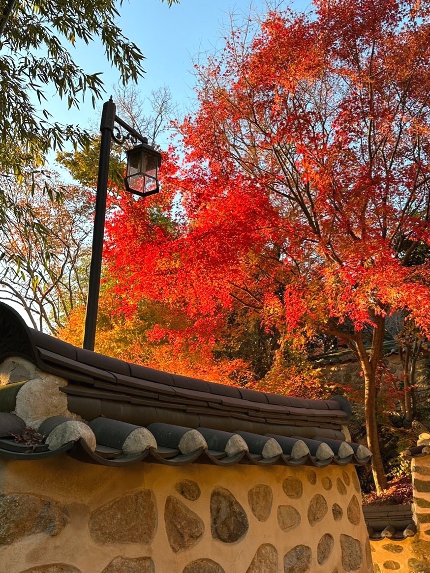 Busan/Jeju-South Korea Busan Beomeosa Temple, autumn maple leaves are like nature's palette