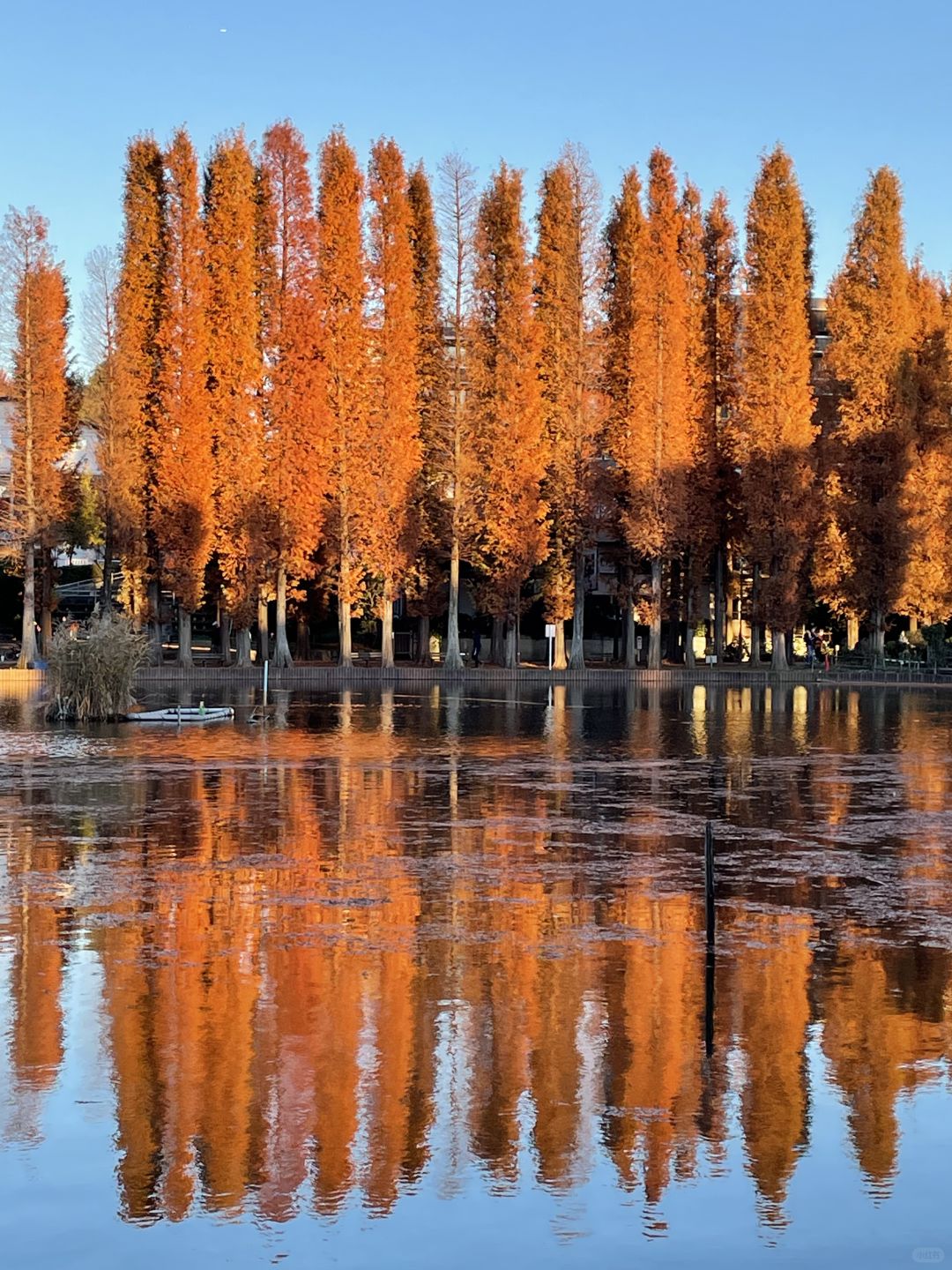 Tokyo-Bessho-numa Park in Tokyo in autumn with a small lake and wild ducks in the middle