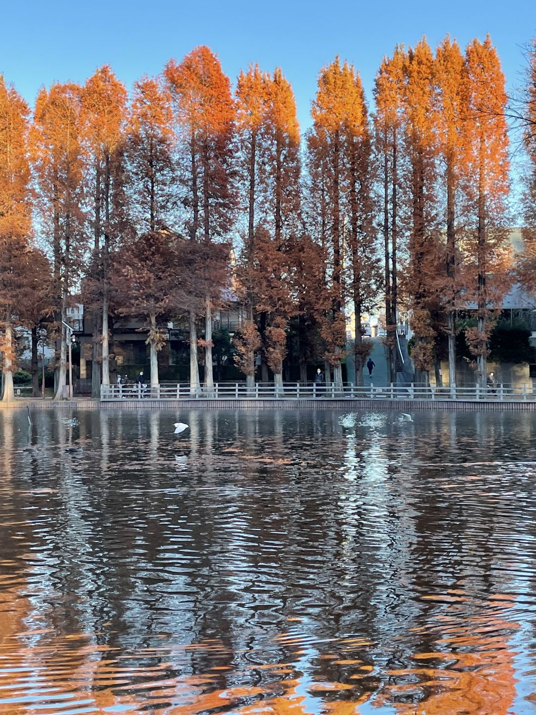 Tokyo-Bessho-numa Park in Tokyo in autumn with a small lake and wild ducks in the middle