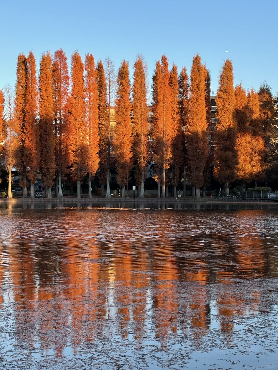 Tokyo-Bessho-numa Park in Tokyo in autumn with a small lake and wild ducks in the middle