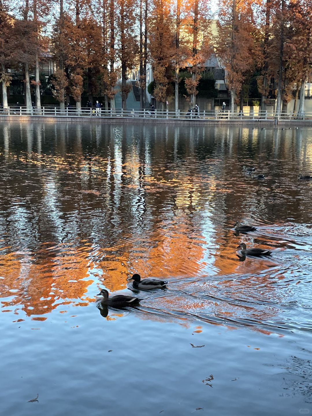 Tokyo-Bessho-numa Park in Tokyo in autumn with a small lake and wild ducks in the middle