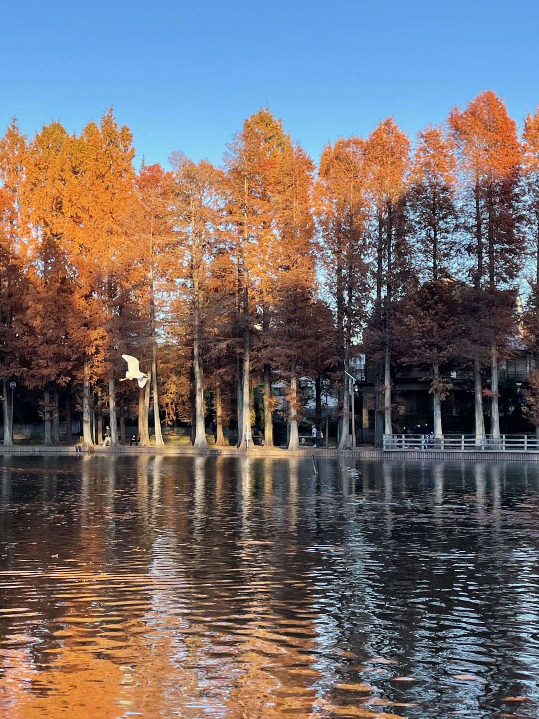 Tokyo-Bessho-numa Park in Tokyo in autumn with a small lake and wild ducks in the middle