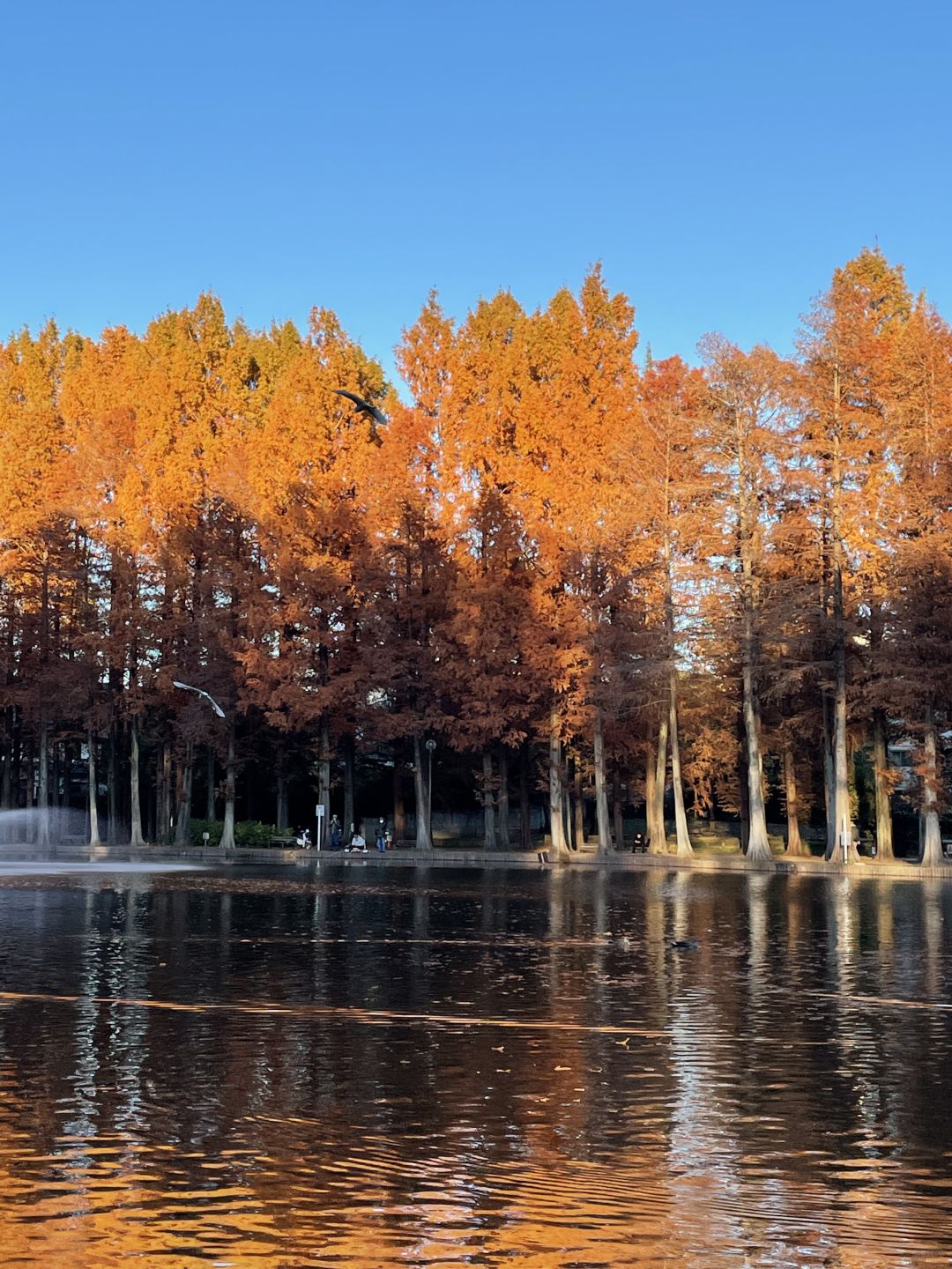 Tokyo-Bessho-numa Park in Tokyo in autumn with a small lake and wild ducks in the middle