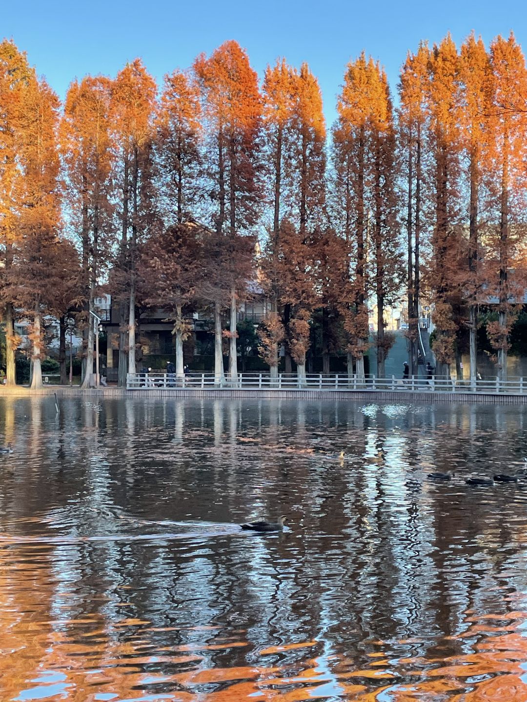 Tokyo-Bessho-numa Park in Tokyo in autumn with a small lake and wild ducks in the middle