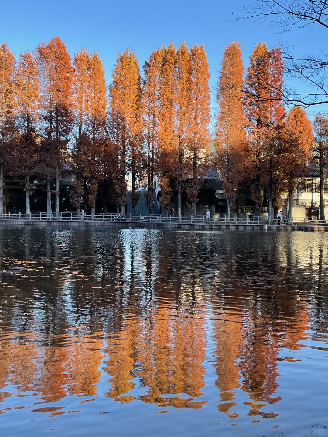 Tokyo-Bessho-numa Park in Tokyo in autumn with a small lake and wild ducks in the middle