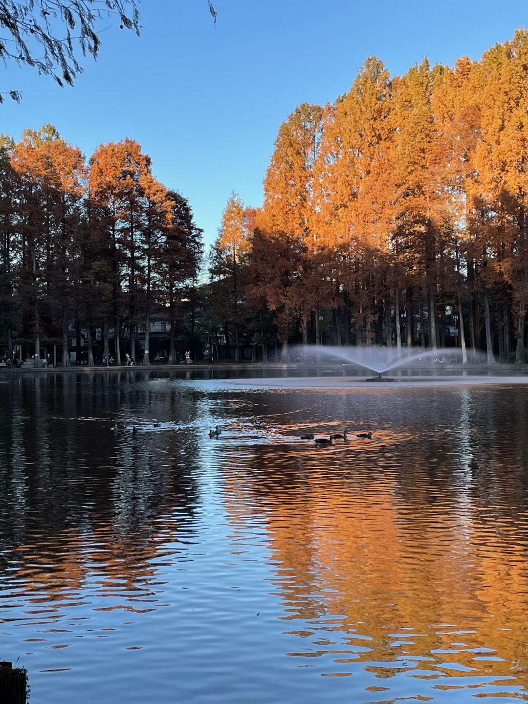 Tokyo-Bessho-numa Park in Tokyo in autumn with a small lake and wild ducks in the middle