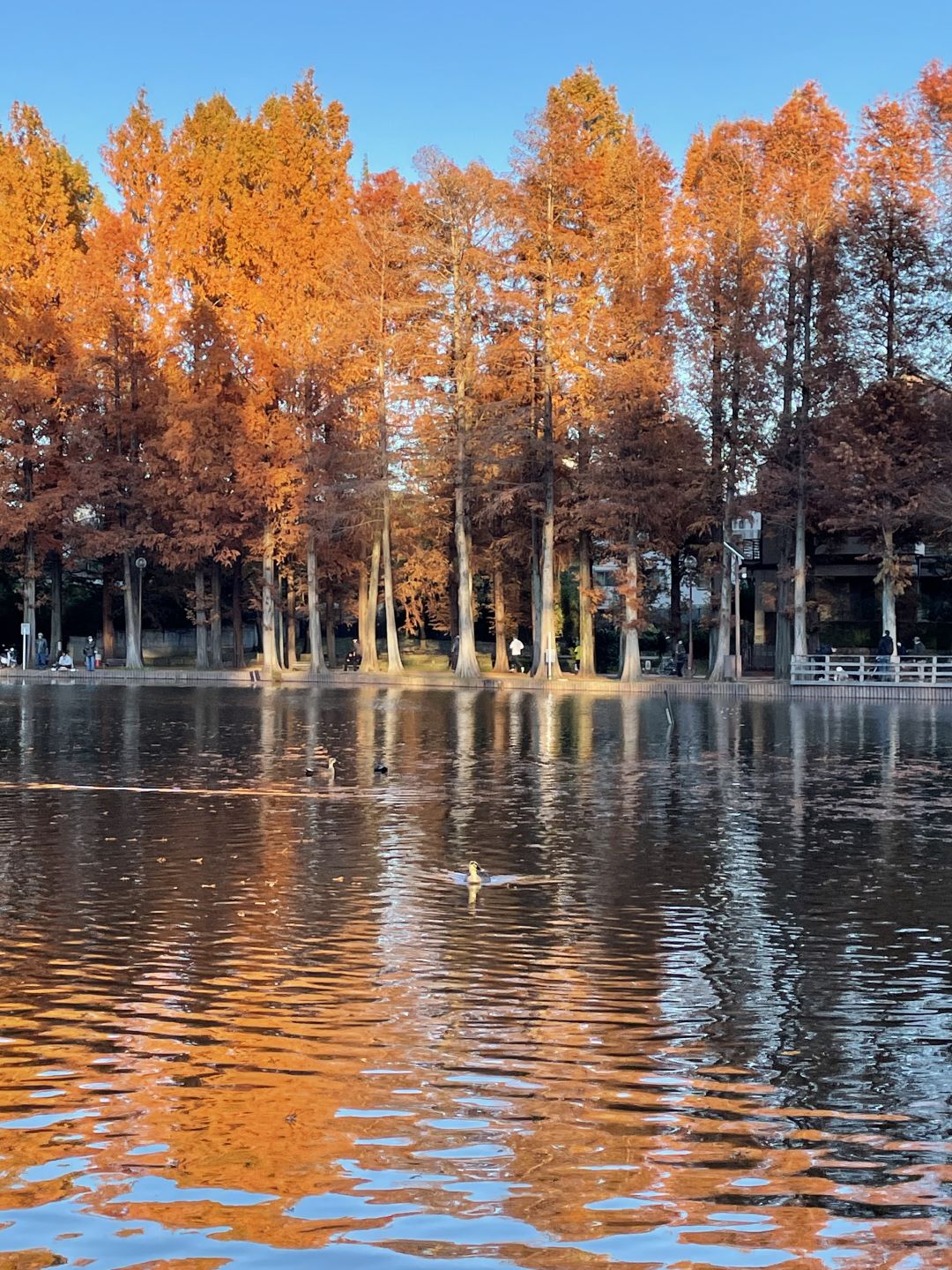 Tokyo-Bessho-numa Park in Tokyo in autumn with a small lake and wild ducks in the middle