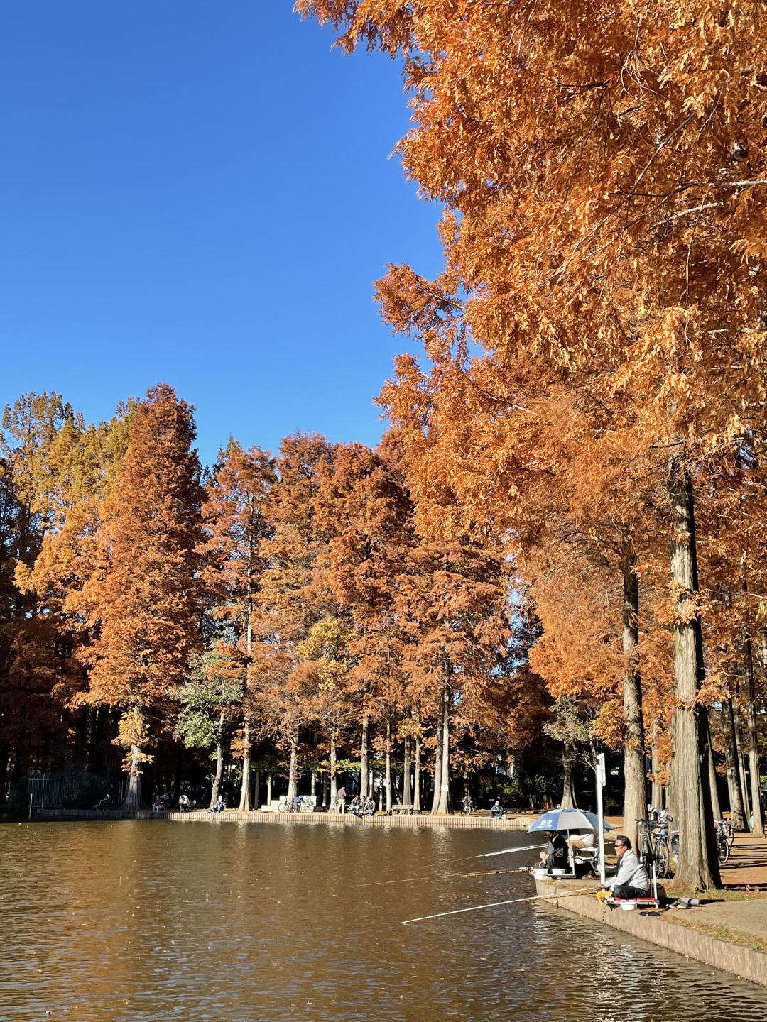 Tokyo-Bessho-numa Park in Tokyo in autumn with a small lake and wild ducks in the middle