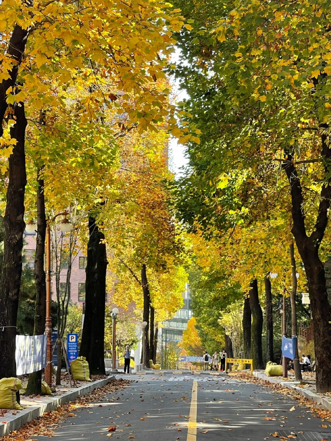 Seoul-Travel and live in Seoul in November and experience the same romance as Korean dramas