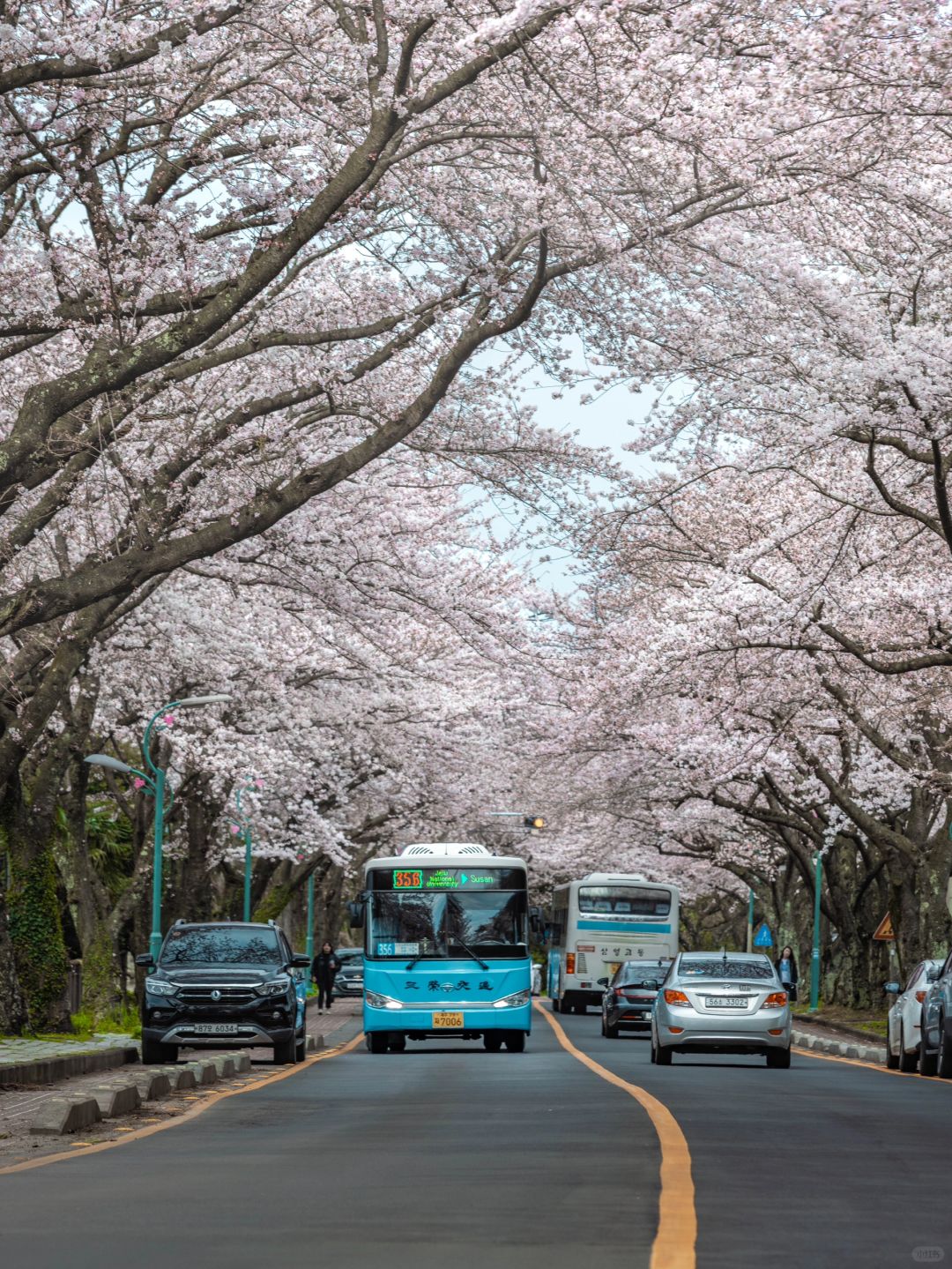 Busan/Jeju-Travel guide to Jeju Udo Island, Seongsan Ilchulbong, Woljeong-ri, and Rainbow Highway