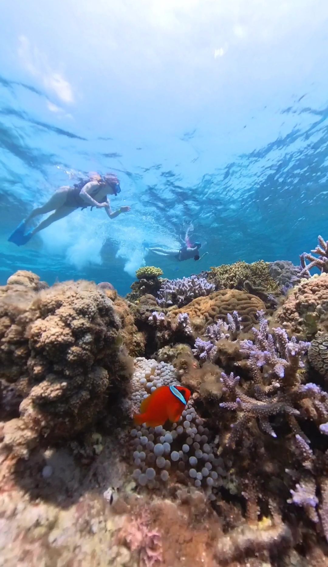 Okinawa-Diving experience in Tokashiki Island, Okinawa, I saw many beautiful colorful fish