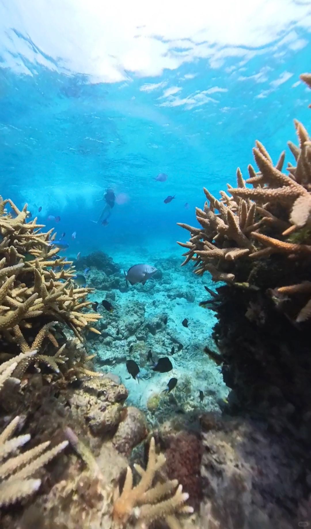 Okinawa-Diving experience in Tokashiki Island, Okinawa, I saw many beautiful colorful fish