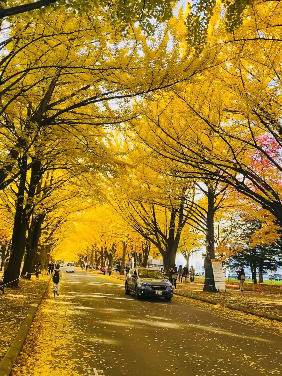 Sapporo/Hokkaido-Ginkgo and maple leaves in Sapporo, 🍁Hokkaido, Japan, are like a colorful painting