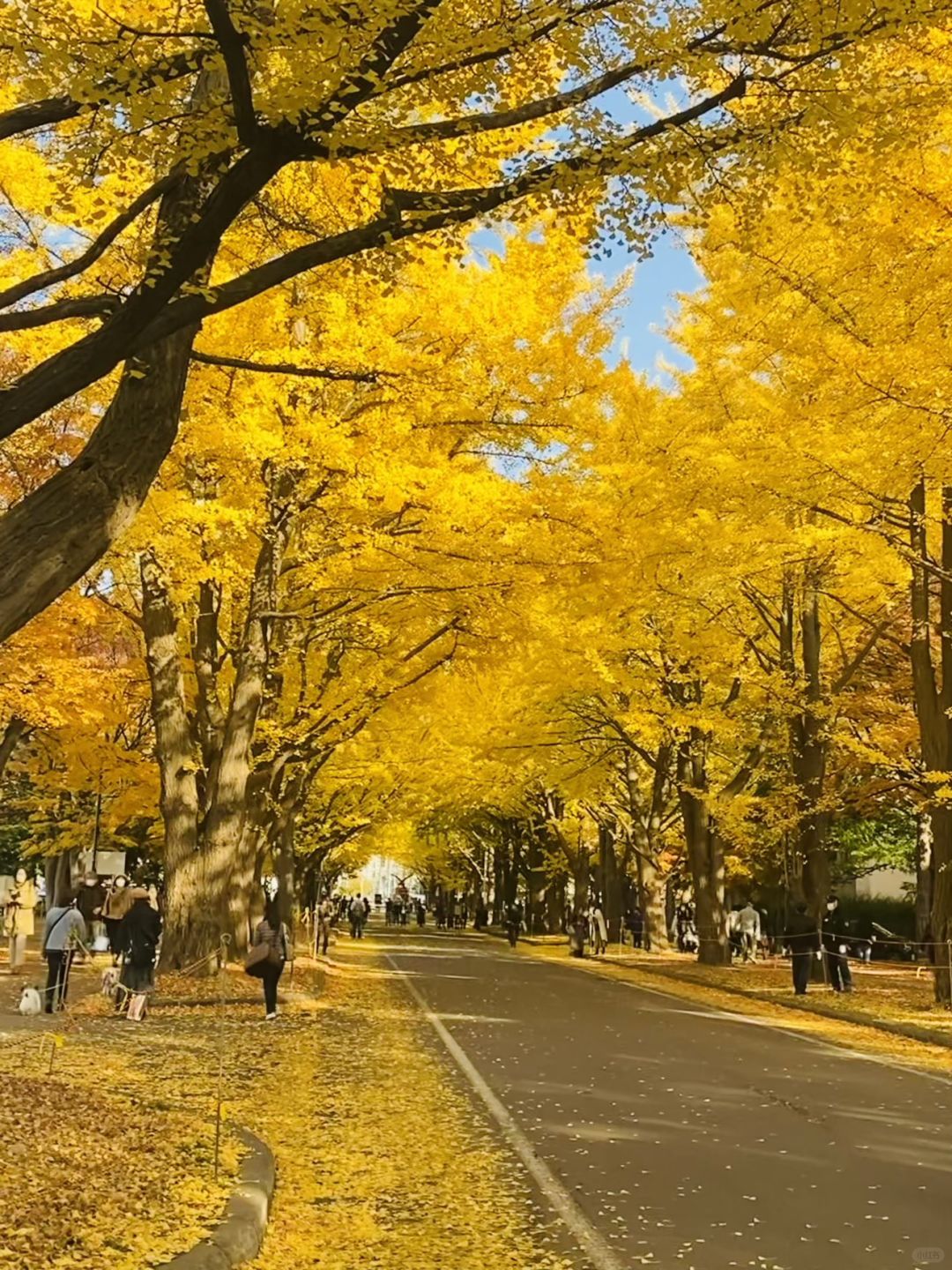 Sapporo/Hokkaido-Ginkgo and maple leaves in Sapporo, 🍁Hokkaido, Japan, are like a colorful painting