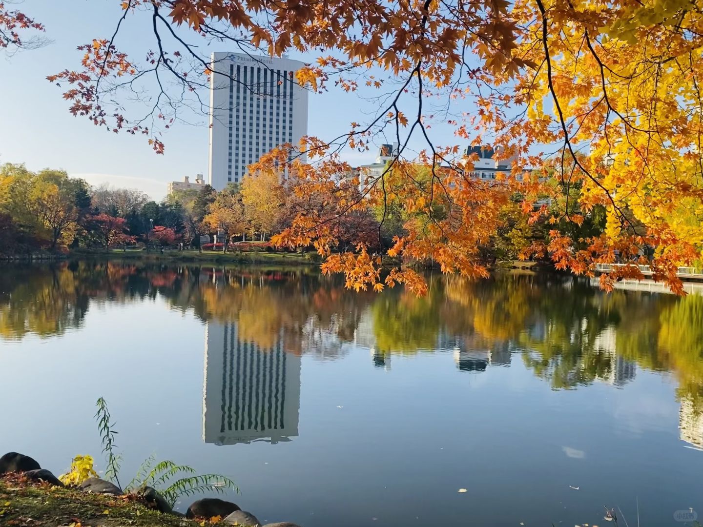 Sapporo/Hokkaido-Ginkgo and maple leaves in Sapporo, 🍁Hokkaido, Japan, are like a colorful painting