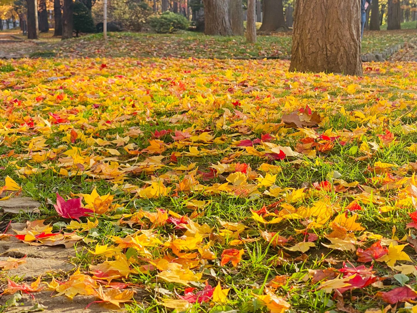 Sapporo/Hokkaido-Ginkgo and maple leaves in Sapporo, 🍁Hokkaido, Japan, are like a colorful painting