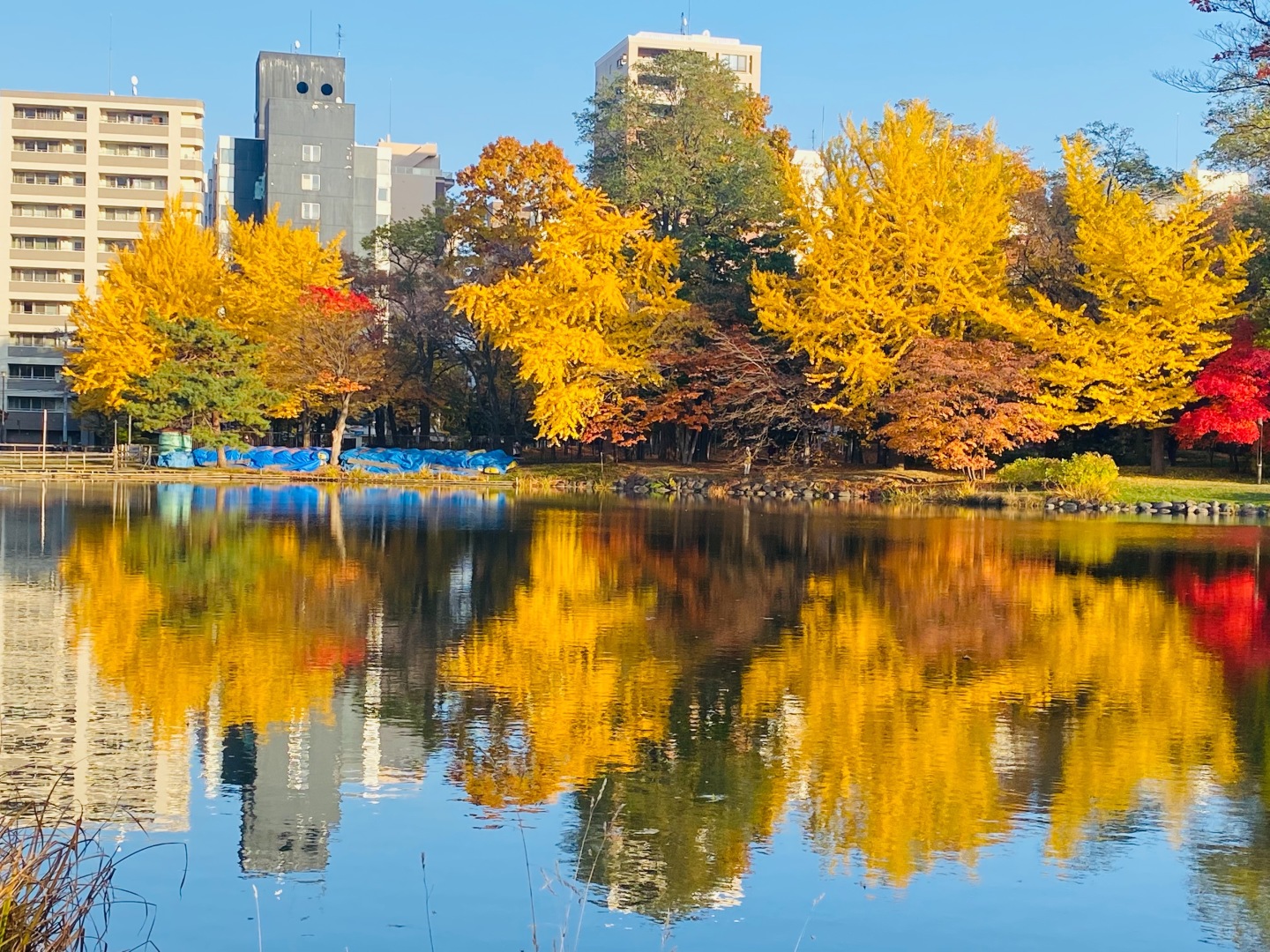 Sapporo/Hokkaido-Ginkgo and maple leaves in Sapporo, 🍁Hokkaido, Japan, are like a colorful painting