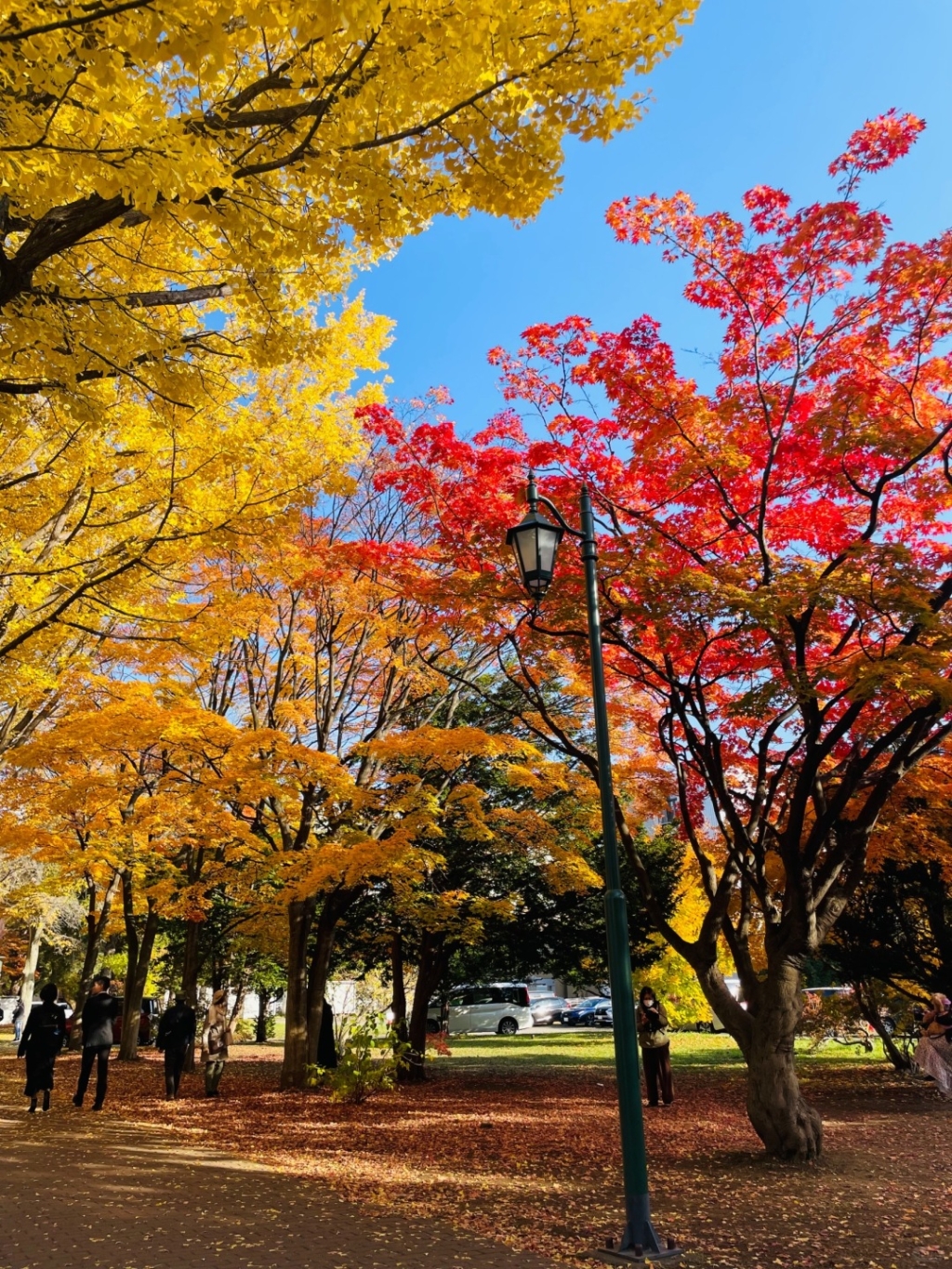 Sapporo/Hokkaido-Ginkgo and maple leaves in Sapporo, 🍁Hokkaido, Japan, are like a colorful painting