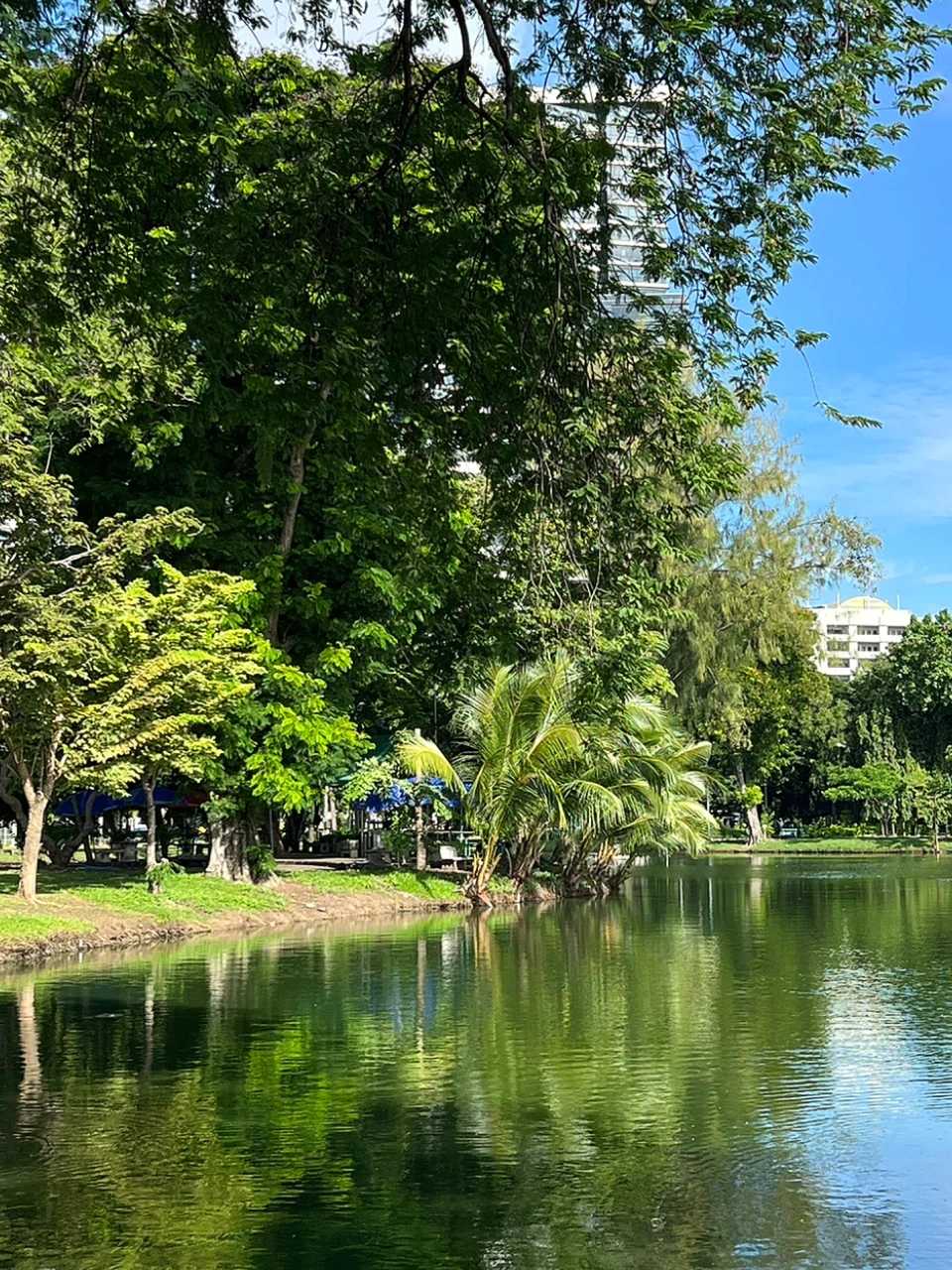 Bangkok-Lumphini Park in Bangkok, a free and open ecological environment park in Southeast Asia