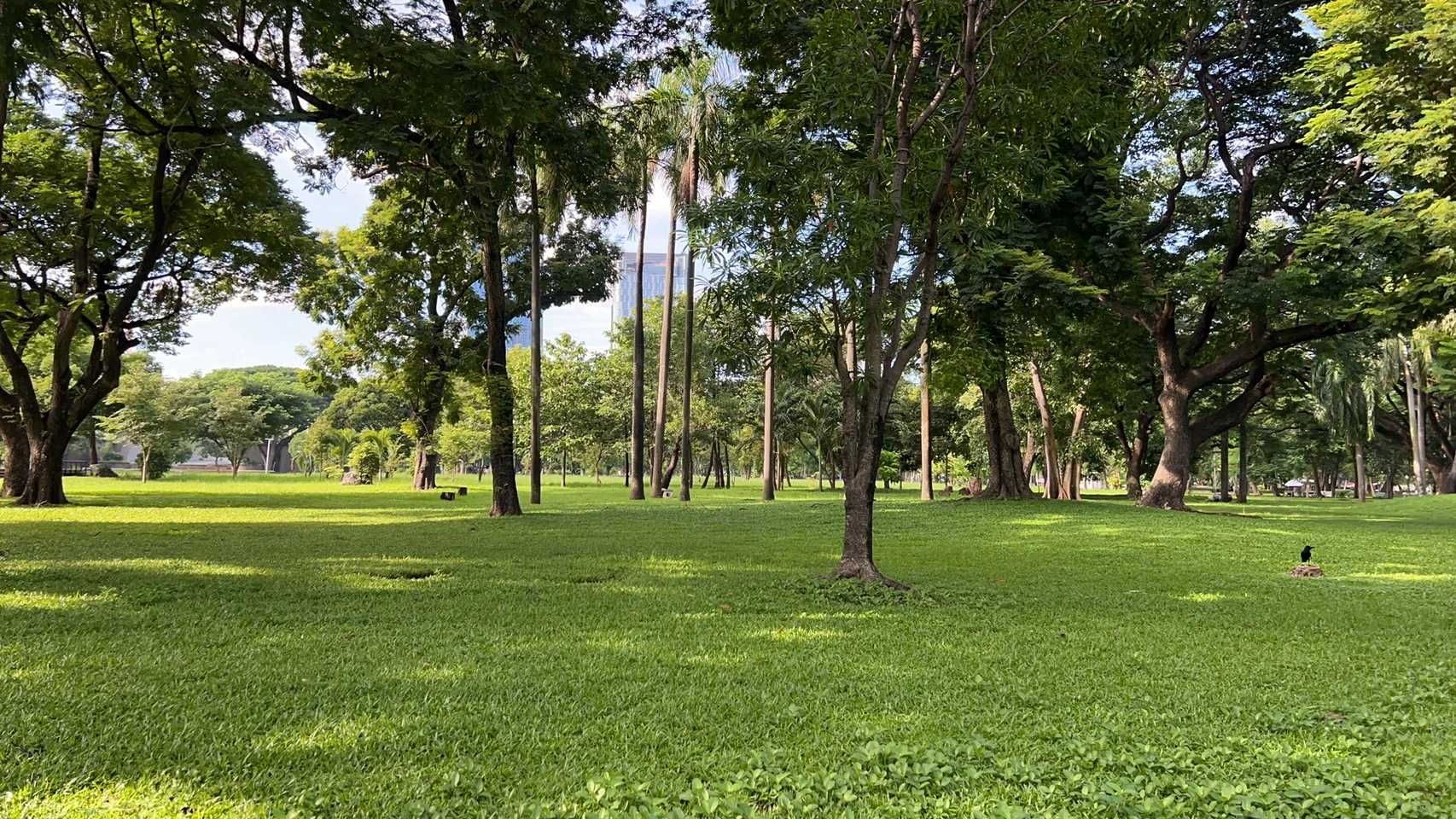 Bangkok-Lumphini Park in Bangkok, a free and open ecological environment park in Southeast Asia