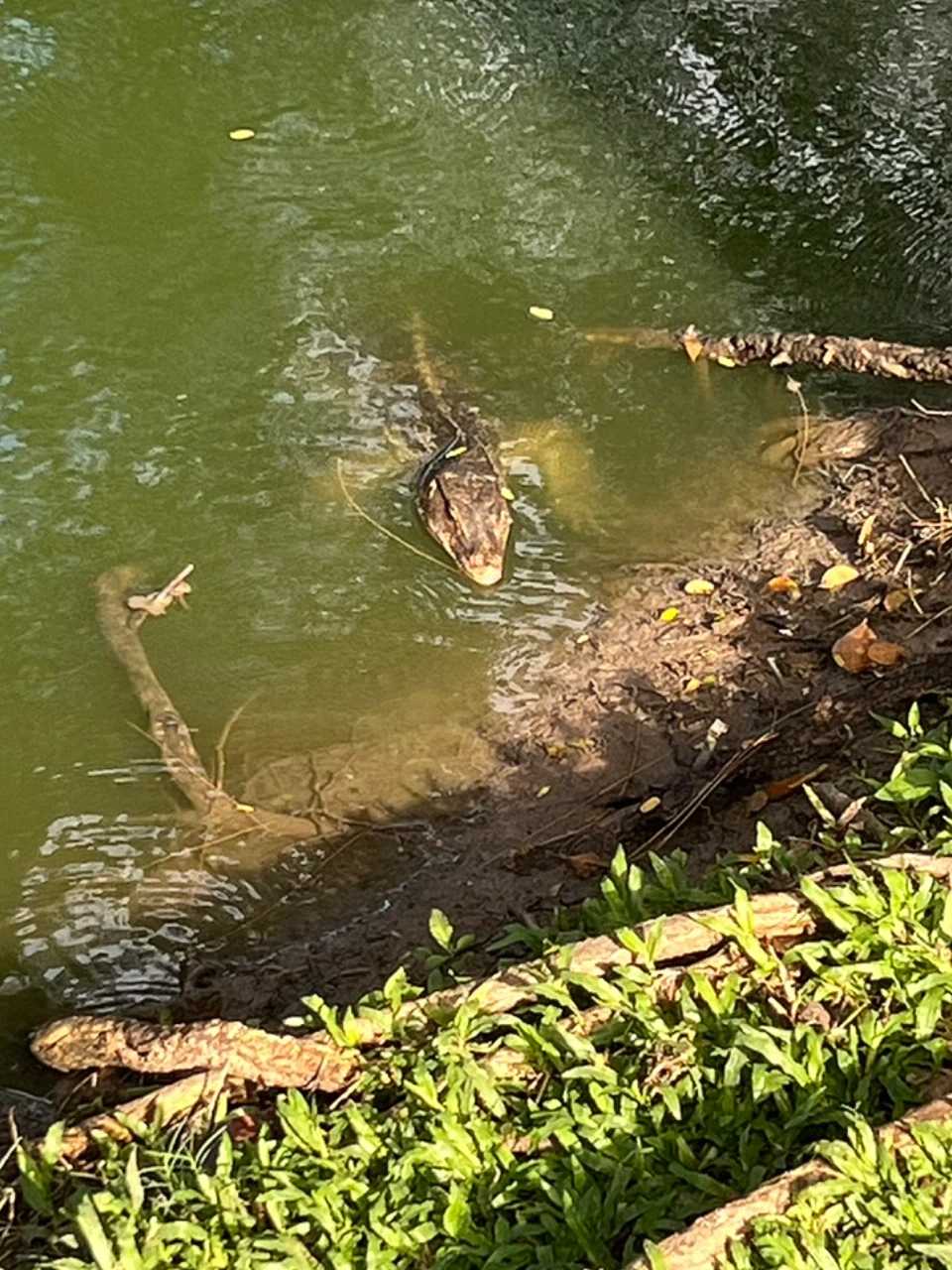 Bangkok-Lumphini Park in Bangkok, a free and open ecological environment park in Southeast Asia