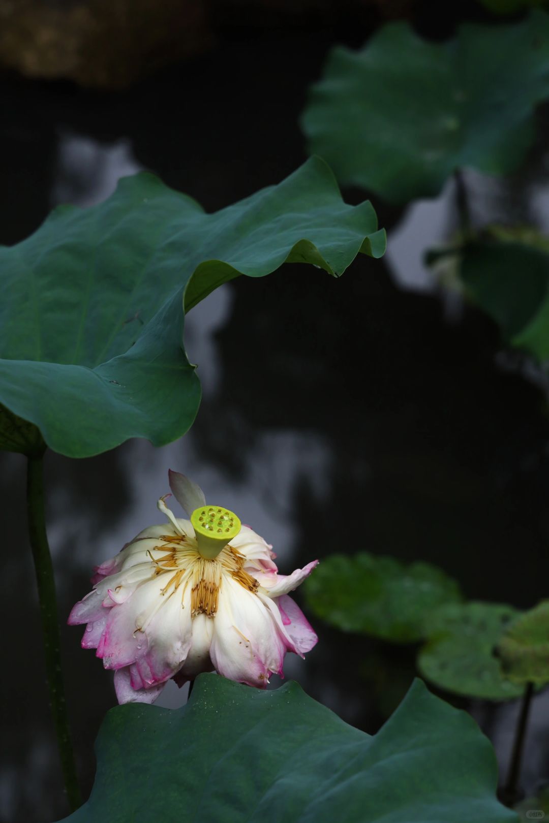 Macao-Lou Lim Ieoc Garden in Macau, perfect blend of Suzhou gardens and European design styles