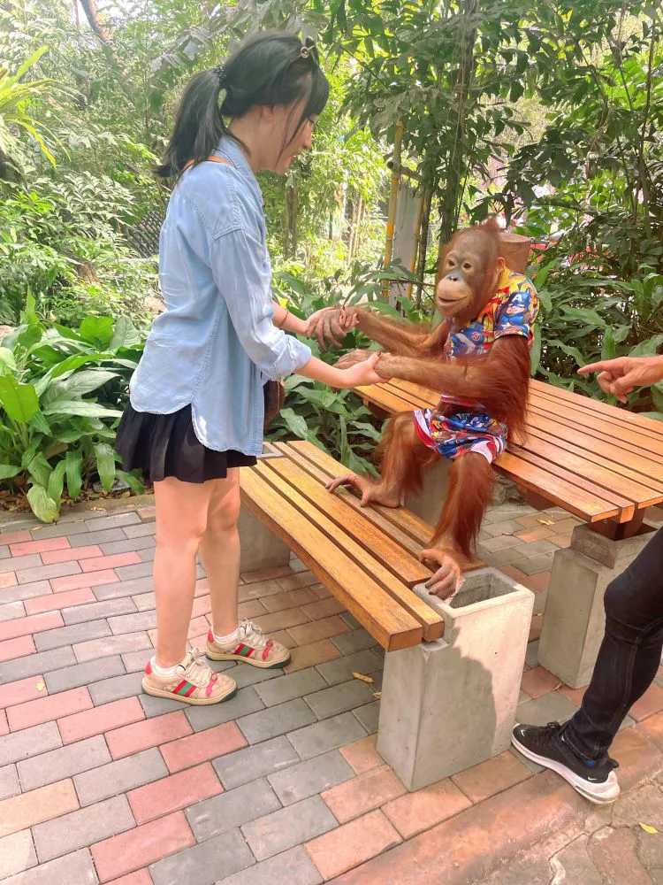 Bangkok-Visit the Bangkok Zoo🦓 in Thailand and play games and take photos with orangutans