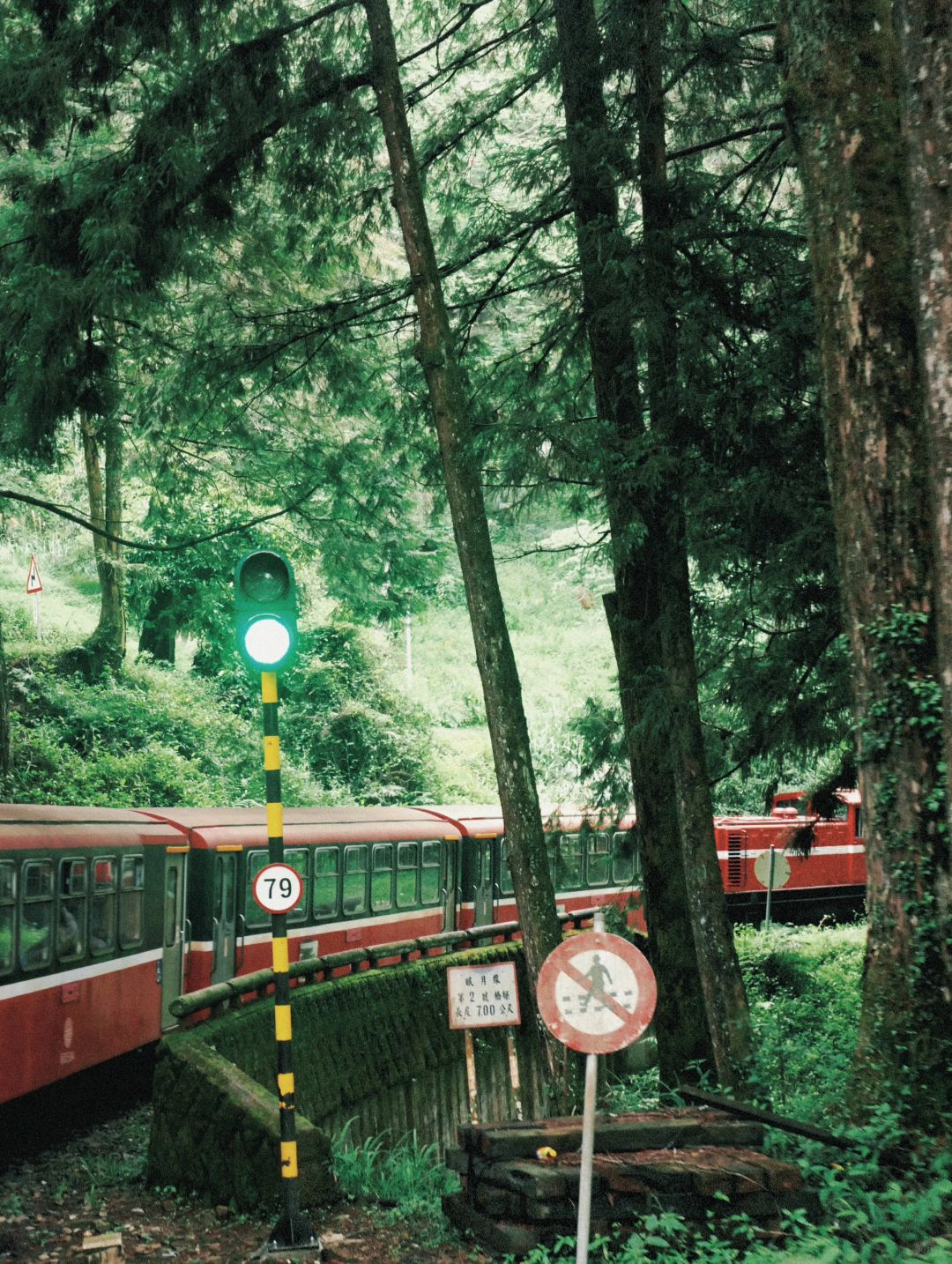 Taiwan-The green plants of Alishan are like miracle on earth. Relaxing mountain walk for lazy people