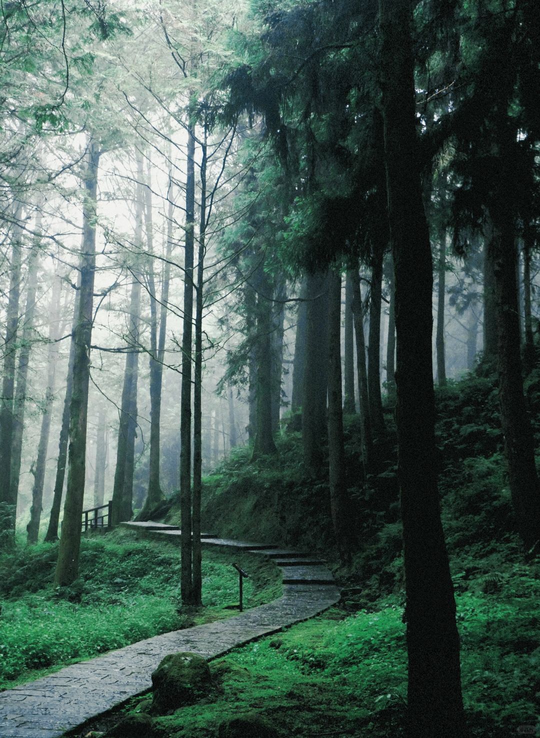 Taiwan-The green plants of Alishan are like miracle on earth. Relaxing mountain walk for lazy people