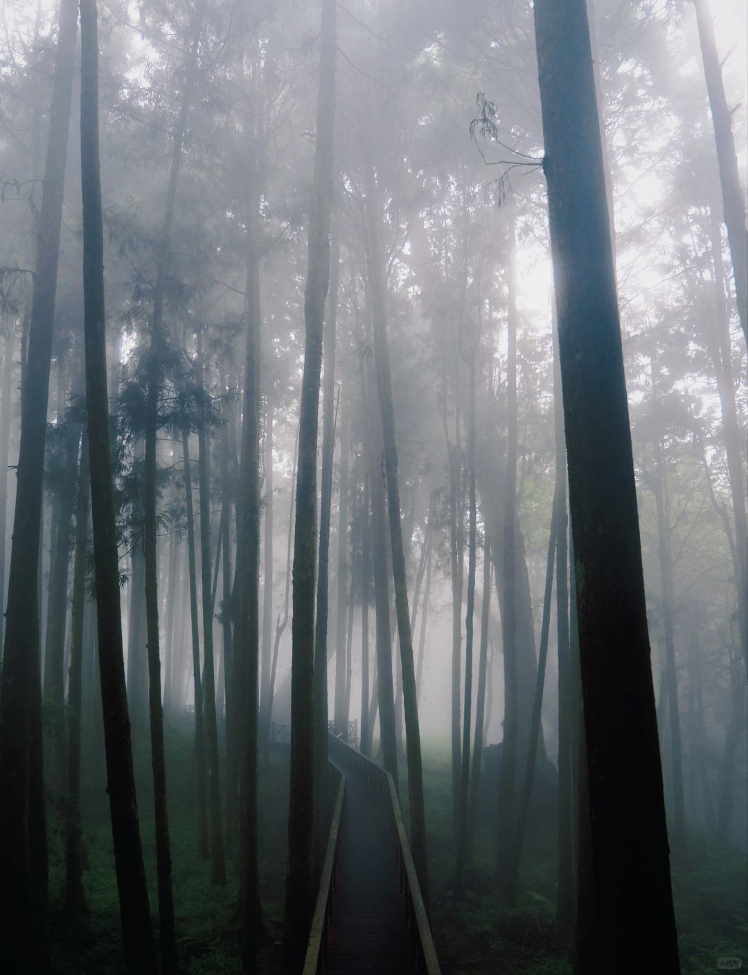 Taiwan-The green plants of Alishan are like miracle on earth. Relaxing mountain walk for lazy people