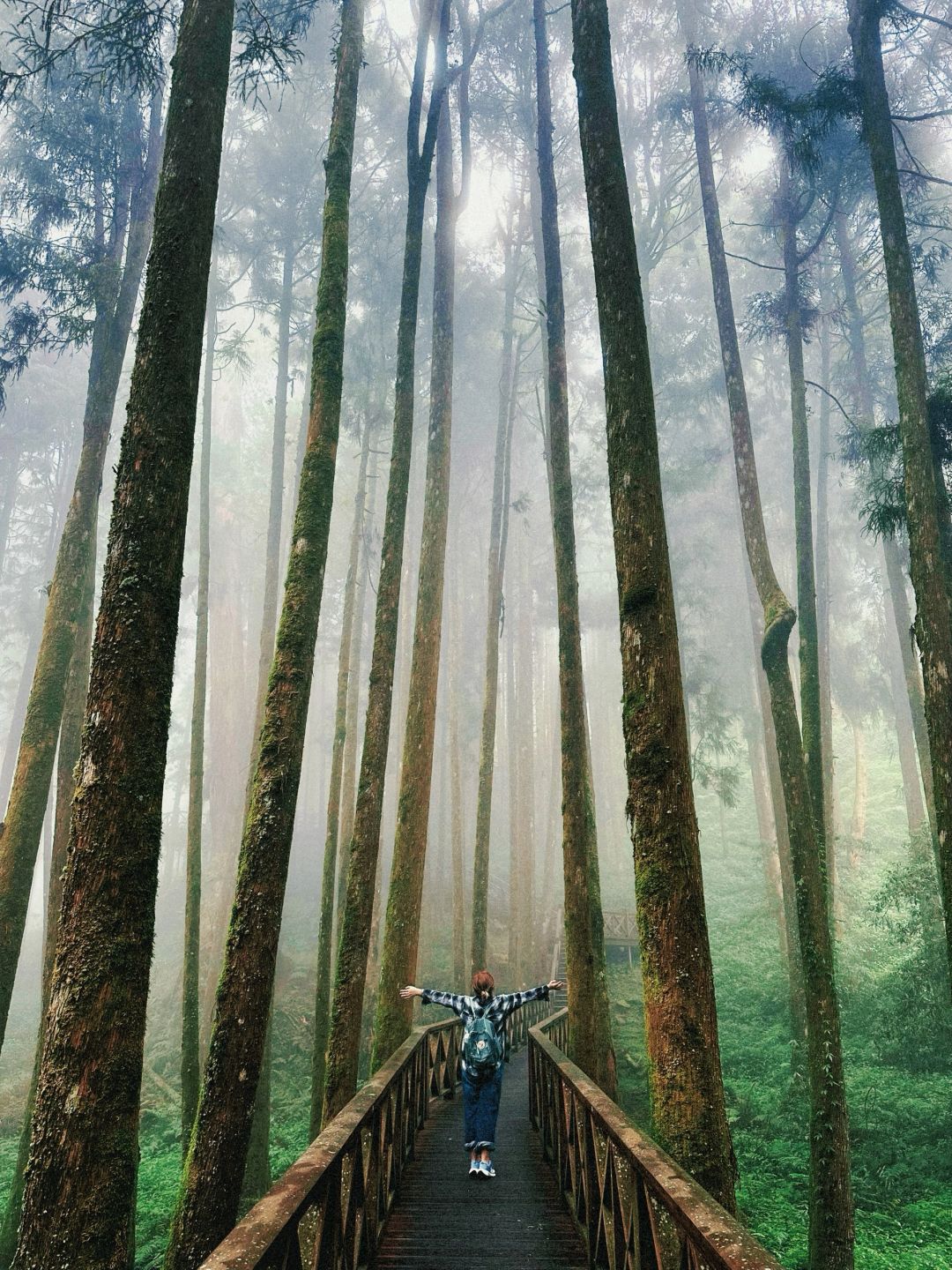 Taiwan-The green plants of Alishan are like miracle on earth. Relaxing mountain walk for lazy people