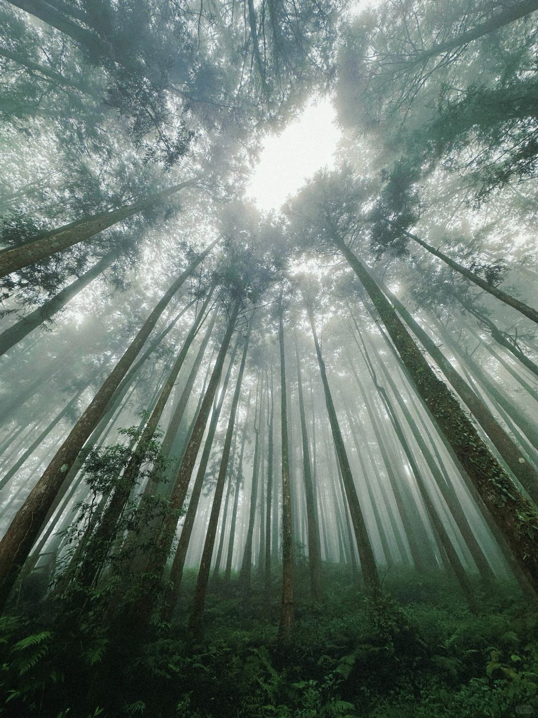 Taiwan-The green plants of Alishan are like miracle on earth. Relaxing mountain walk for lazy people