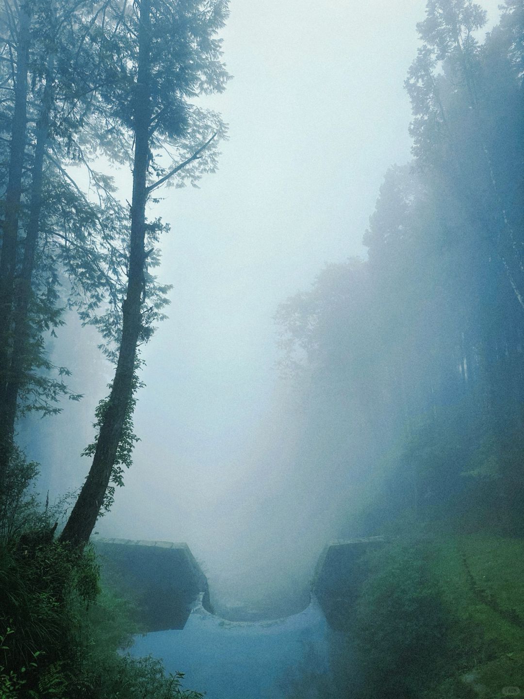 Taiwan-The green plants of Alishan are like miracle on earth. Relaxing mountain walk for lazy people