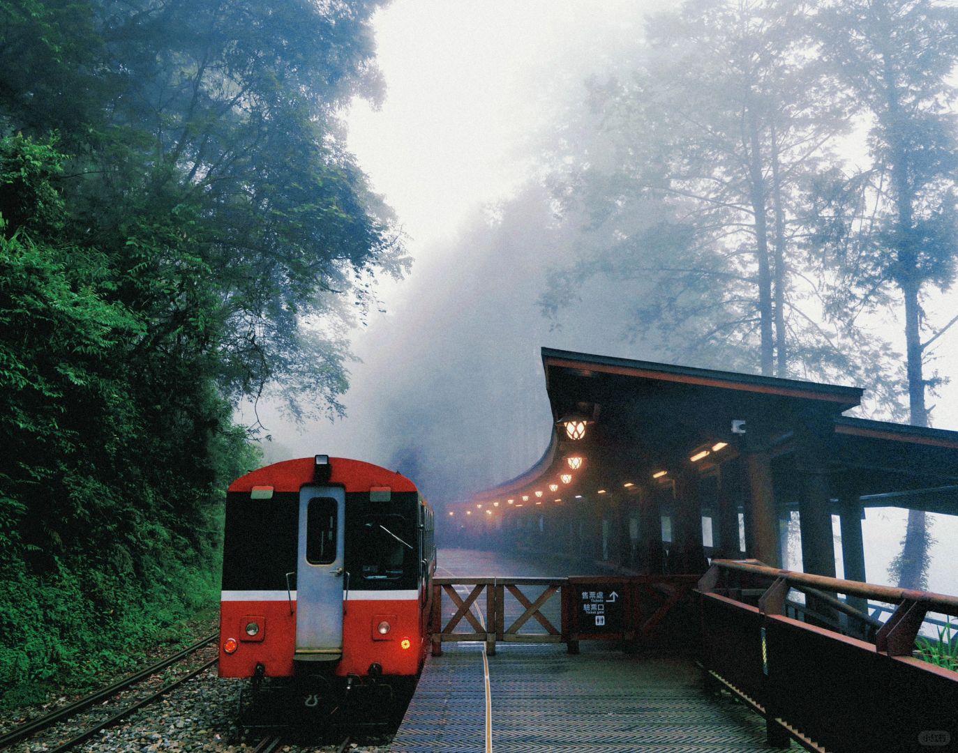 Taiwan-The green plants of Alishan are like miracle on earth. Relaxing mountain walk for lazy people