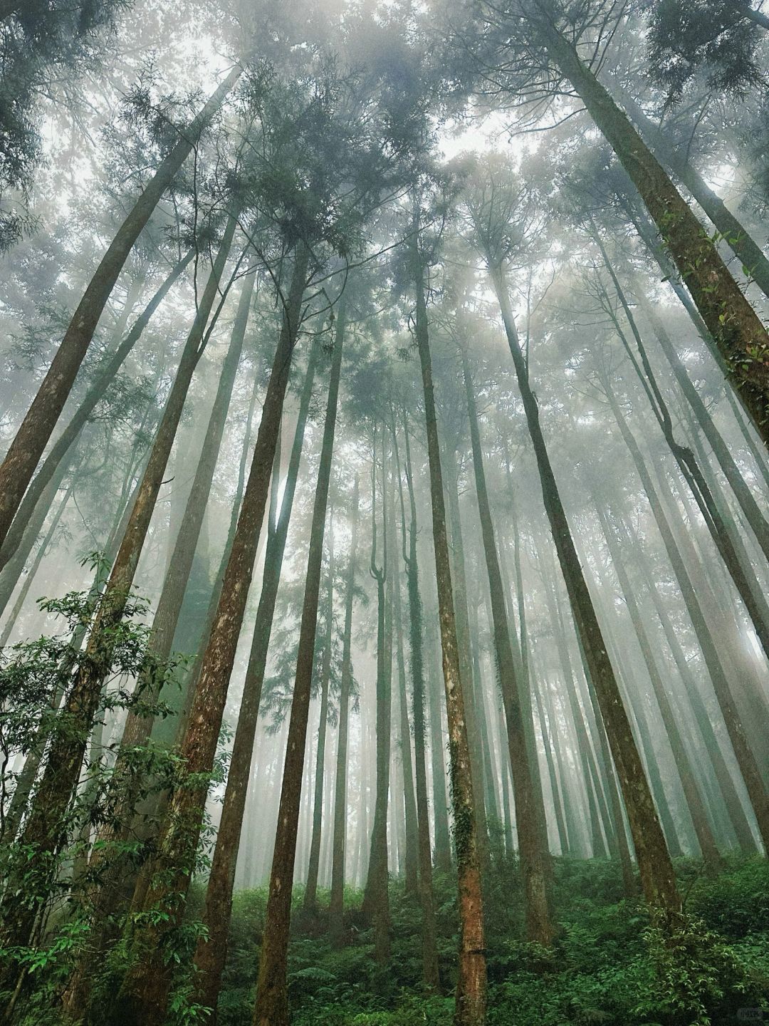 Taiwan-The green plants of Alishan are like miracle on earth. Relaxing mountain walk for lazy people