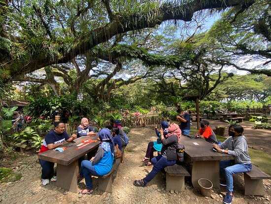 Bali-Djawatan Forest Park, monkey pod trees make you feel like you have arrived in ancient Earth