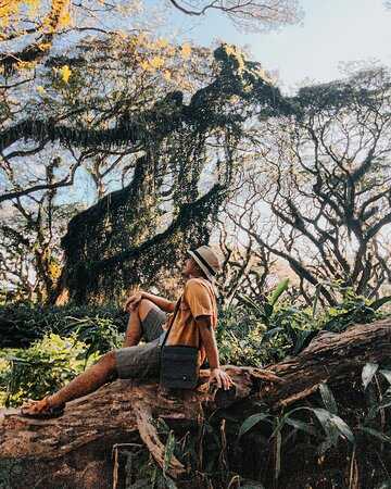 Bali-Djawatan Forest Park, monkey pod trees make you feel like you have arrived in ancient Earth