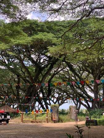 Bali-Djawatan Forest Park, monkey pod trees make you feel like you have arrived in ancient Earth