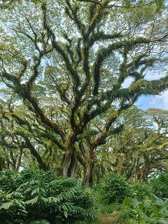 Bali-Djawatan Forest Park, monkey pod trees make you feel like you have arrived in ancient Earth