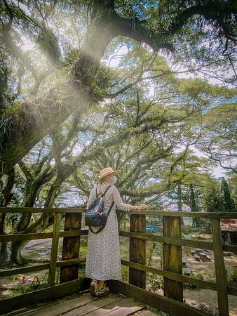 Bali-Djawatan Forest Park, monkey pod trees make you feel like you have arrived in ancient Earth