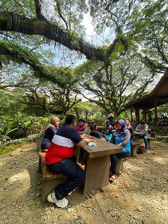 Bali-Djawatan Forest Park, monkey pod trees make you feel like you have arrived in ancient Earth