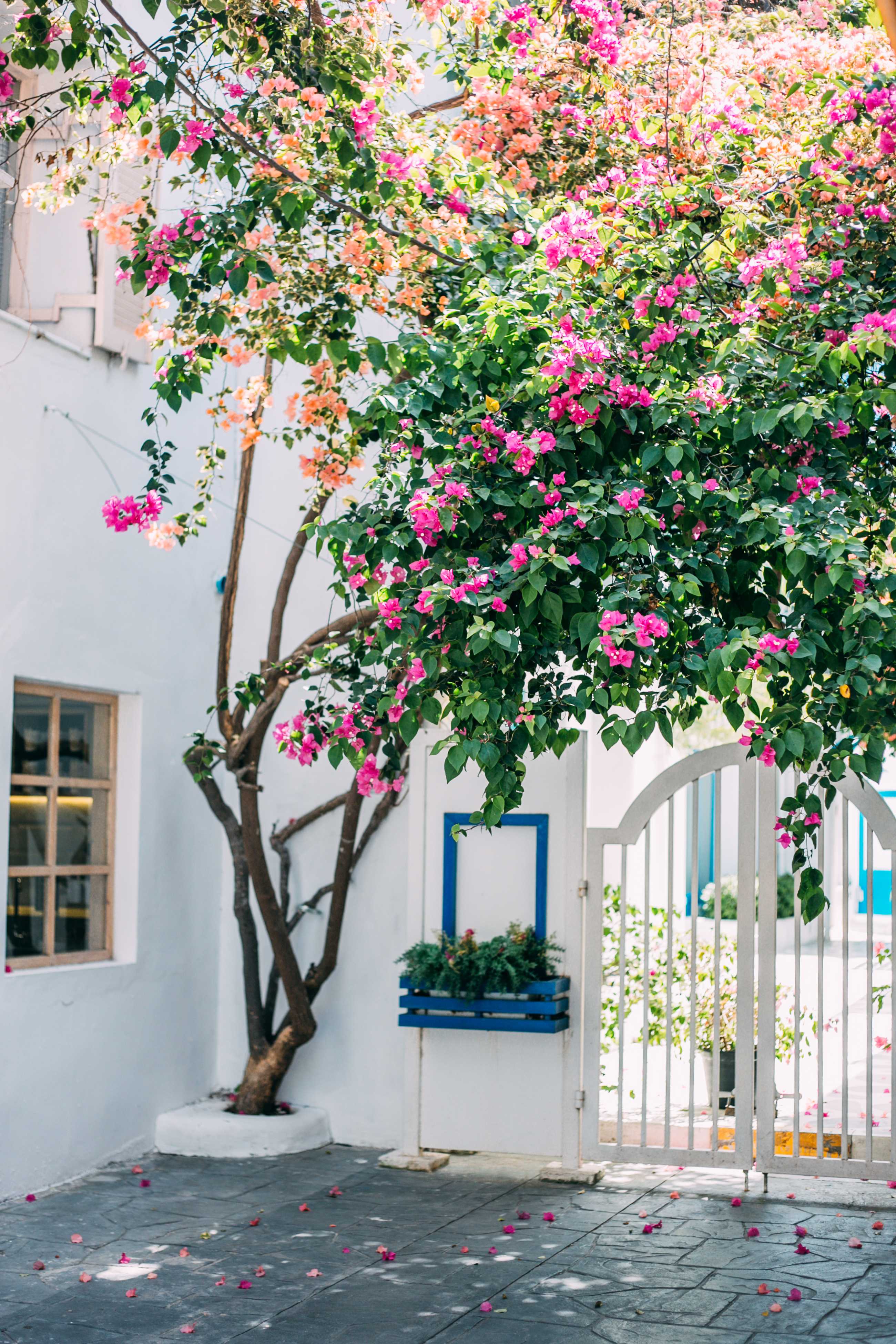 Hua Hin-Santorini Park in Hua Hin🧡 is a themed amusement park with a blue and white house as its theme.