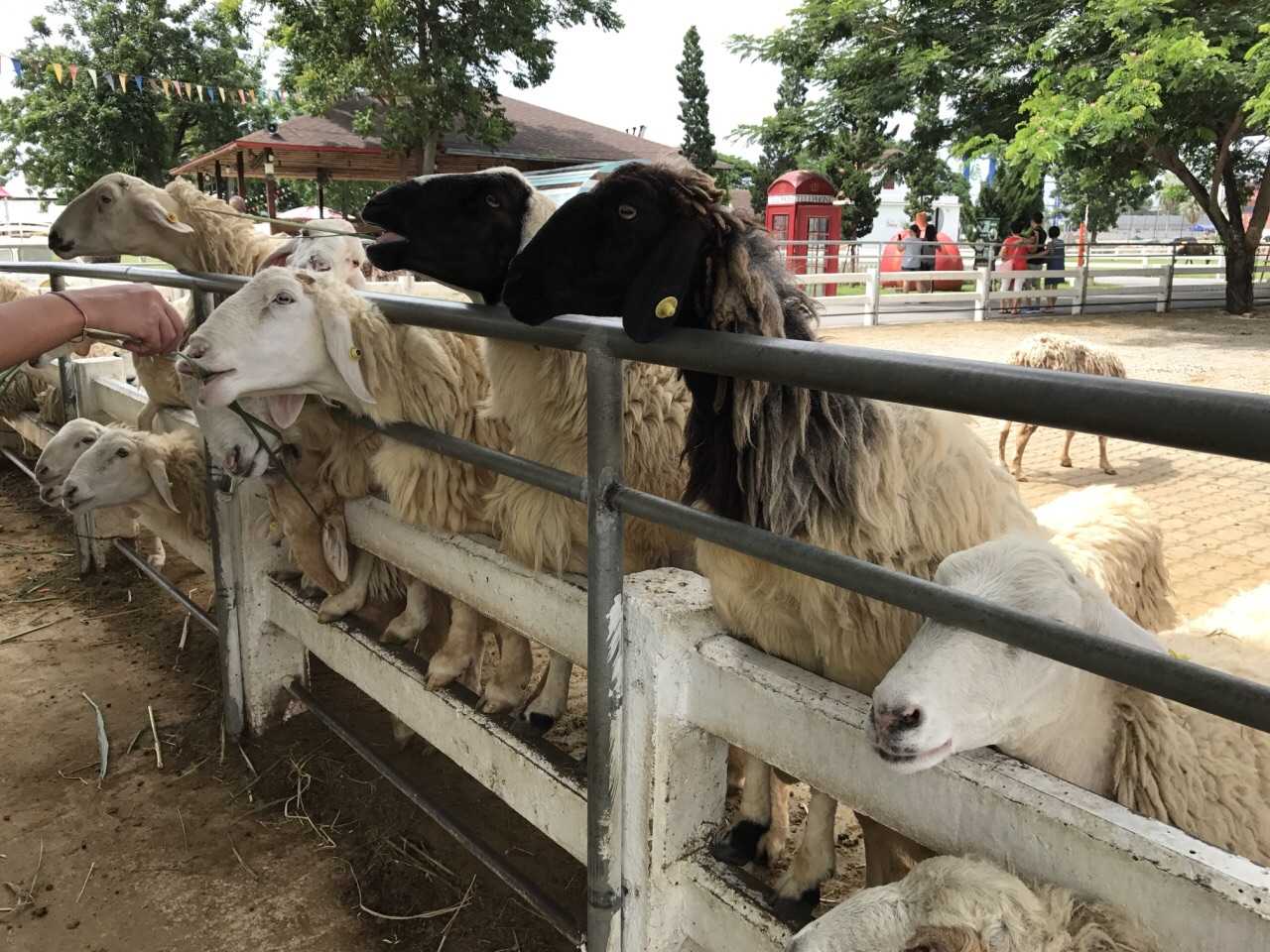 Hua Hin-Swiss Sheep Farm, 🦋mountain resort for Thai royals, the little sheep inside are very cute